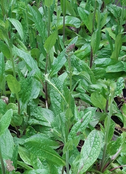 Königskerze " Violetta " ( Verbascum phoeniceum "Violetta")  im Container