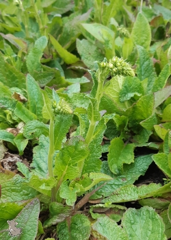 Königskerze " Rosette " ( Verbascum phoeniceum "Rosette" )  im Container