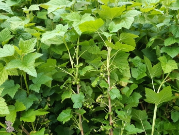 Schwarze Johannisbeere "Ben Sarek" (Ribes nigrum "Ben Sarek") Liefergröße: 50-80cm