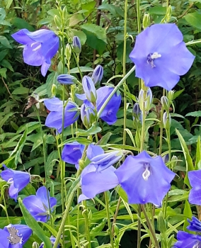 Blaue Hohe Glockenblume ( Campanula persicifolia "Grandiflora Coerulea" ) im 2l-Container