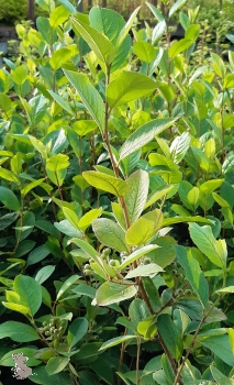 Apfelbeere Ertragasorte Aron (Aronia melanocarpa Aron) im Container