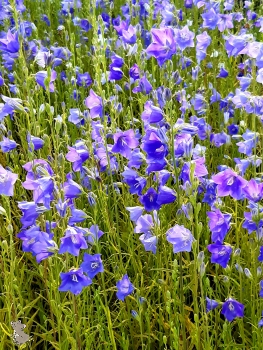 Blaue Hohe Glockenblume ( Campanula persicifolia "Grandiflora Coerulea" ) im 2l-Container