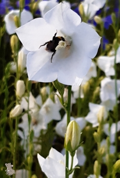 Weiße Hohe Glockenblume ( Campanula persicifolia "Grandiflora Coerulea Alba" ) im 2l-Container