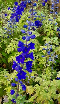 Rittersporn dunkelviolett (Delphinium Pacific "Black Knight") im 2l-Container