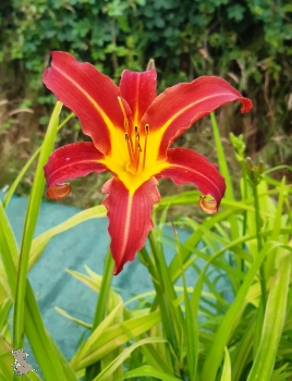 Rotblühende Taglilie (Hemerocallis Autumn Red) im Container