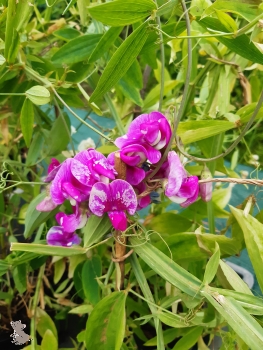 Platterbse Rote Perle (Lathyrus latifolius) im Container