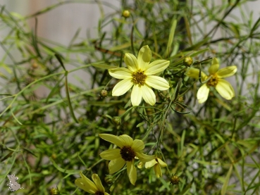 Mädchenauge Moonbeam (Coreopsis verticilata "Moonbeam") im Container