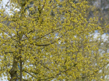 Kornelkirsche (Cornus mas) Liefergröße: 50-80 cm