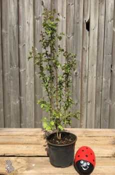 Eingriffeliger Weißdorn (Crataegus monogyna), Lieferform: Container