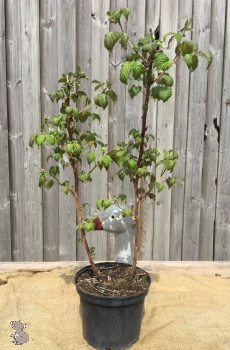 Himbeere (Rubus idaeus), Liefergröße: 50-80cm , Lieferform: Container