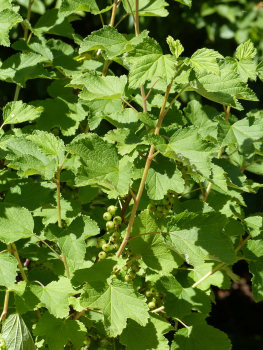 Rote Johannisbeere "Rolan" (Ribes rubrum "Rolan") Liefergröße: 50-80cm