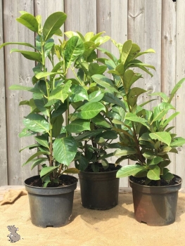 Kirschlorbeer (Prunus Laurocerasus Rotundifolia) Liefergröße: 50-80 cm, Lieferform: Container