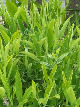 Platterbse Rote Perle (Lathyrus latifolius) im Container