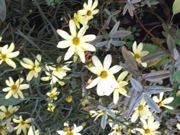 Mädchenauge Moonbeam (Coreopsis verticilata "Moonbeam") im Container