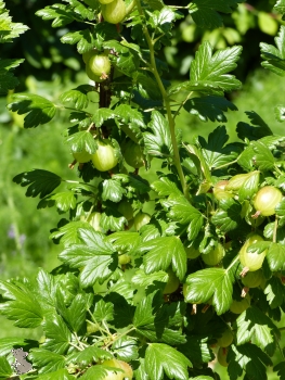 Stachelbeere "Karlin" (Ribes uva-crispa "Karlin") Liefergröße: 50-80cm