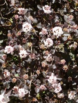 Rotblättrige Fasanenspiere (Physocarpus Diabolo) Liefergröße: 50-80 cm