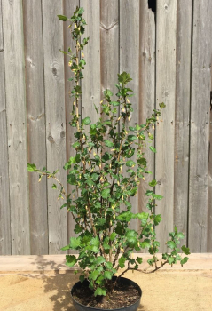 Stachelbeere (Ribes uva-crispa) Liefergröße: 30-50 cm, Lieferform: Container