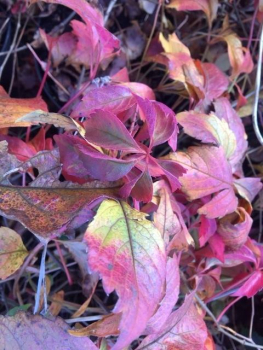 Wilder Wein (Parthenocissus quinquefolia) im Container, 40-60cm