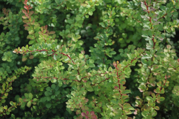Grüne Berberitze (Berberis thunbergii) Liefergröße: 30-50 cm