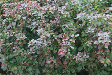 Rote Berberitze (Berberis thunbergii Atropurpurea) Liefergröße: 30-50 cm