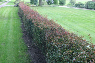 Rote Berberitze (Berberis thunbergii Atropurpurea) Liefergröße: 30-50 cm