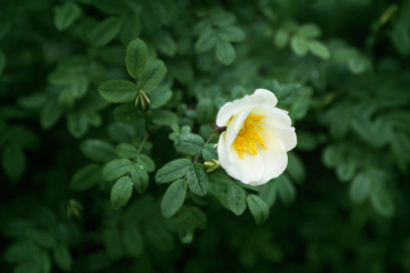 Bibernellrose (Rosa pimpinellifolia) Liefergröße: 30-50 cm