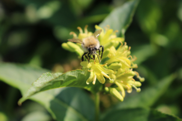 Bienenweiden-Pflanzpaket, 6 Sorten á 5 Pflanzen,  Liefergröße: 50-80 cm