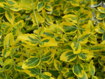 Gelbbunter Spindelstrauch (Euonymus fortunei "Emerald'n Gold") im Container