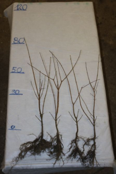 Feldahorn (Acer campestre) Liefergröße: 50-80 cm