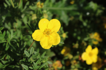 Fingerstrauch (Potentilla fruticosa) Liefergröße: 50-80 cm