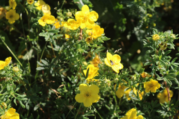 Fingerstrauch (Potentilla fruticosa) Liefergröße: 50-80 cm