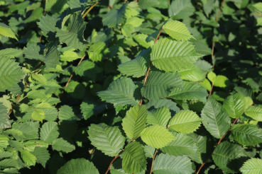 Flatterulme (Ulmus laevis) Liefergröße: 50-80 cm