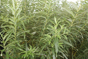 Flechtweide (Salix viminalis) Liefergröße: 50-80 cm