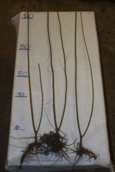 Flechtweide (Salix viminalis) Liefergröße: 80-120 cm