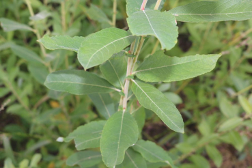 Grauweide (Salix cinerea) Liefergröße: 80-120 cm