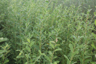 Grauweide (Salix cinerea) Liefergröße: 80-120 cm