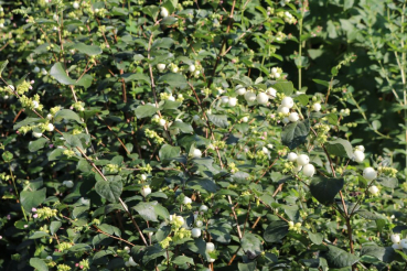 Große Weiße Schneebeere (Symphoricarpos White Hedge) Liefergröße: 50-80 cm