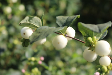 Große Weiße Schneebeere (Symphoricarpos White Hedge) Liefergröße: 50-80 cm