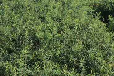 Heckenspiere (Spiraea cinerea Grefsheim) Liefergröße: 30-50 cm