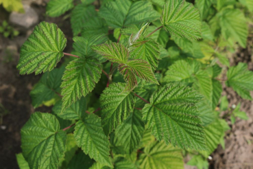 Himbeere Elida® (Rubus Elida®) Liefergröße: 50-80 cm