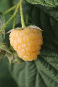 Gelbe Himbeere Twotimer®Sugana® (Rubus id.Twotimer®Sugana®gelb) Liefergröße: 30-50 cm