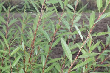 Knackweide (Salix fragilis) Liefergröße: 50-80 cm