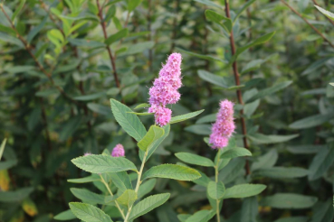 Kolbenspiere (Spiraea billardii Triumphans) Liefergröße: 50-80 cm