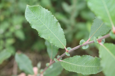 Öhrchenweide (Salix aurita) als 1-jährige Ruten
