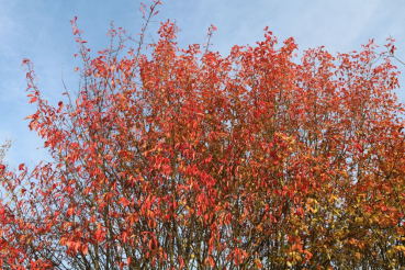 Pfaffenhütchen (Euonymus europaeus), Liefergröße: 50-80 cm, Lieferform: Container