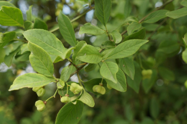 Pfaffenhütchen (Euonymus europaeus) Liefergröße: 80-120 cm