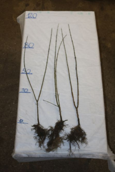 Elsbeere (Sorbus torminalis) Liefergröße: 80-120 cm