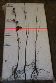 Roteiche (Quercus rubra) Liefergröße: 50-80 cm