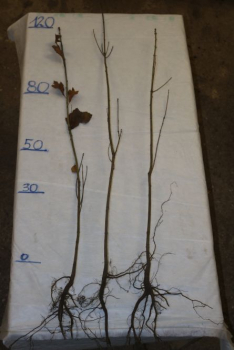 Traubeneiche (Quercus petraea) Liefergröße: 80-120 cm