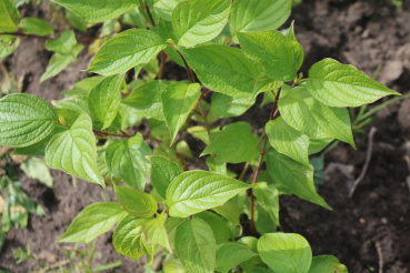 Roter Hartriegel Sibirica (Cornus alba Sibirica) Liefergröße: 50-80 cm im Container